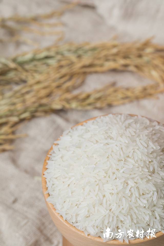 由增科新选丝苗1号加工成的大米 由增科新选丝苗1号加工成的大米