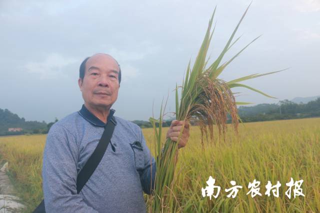 “增城丝苗米再生之父”宋东海 “增城丝苗米再生之父”宋东海