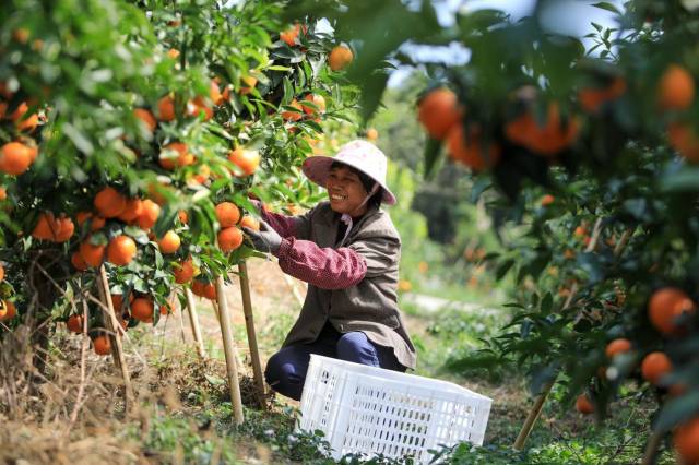 3 启迪玫瑰柑田间采摘.jpg