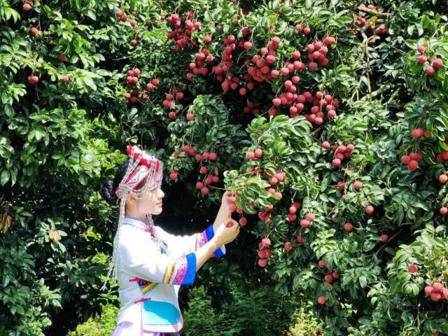 2025年正果镇畲族村迎来荔枝丰收